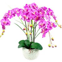 植物花卉園藝產品-植物花卉園藝價格參考
